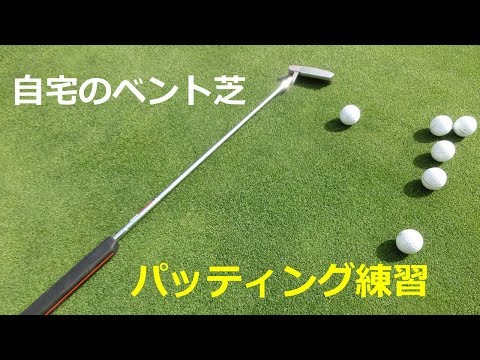 自宅ベント芝 庭の天然芝ベントグリーンでパッティング練習 Youtube