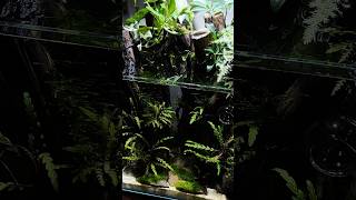 Creating a Nano Aquascape: Start to Finish