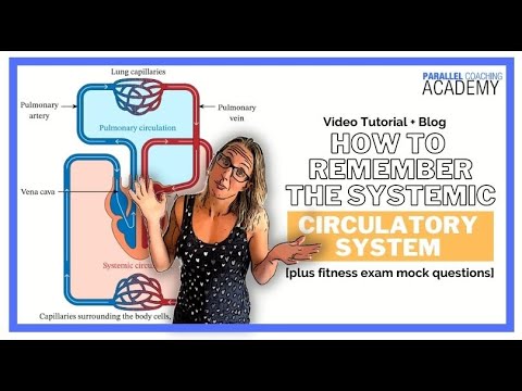 How To Remember The Systemic Circulatory System