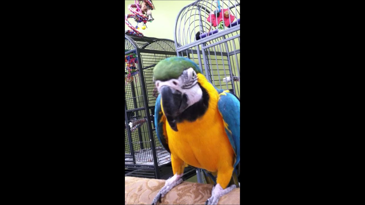 golden state warriors Kaesha Blue and Gold Macaw