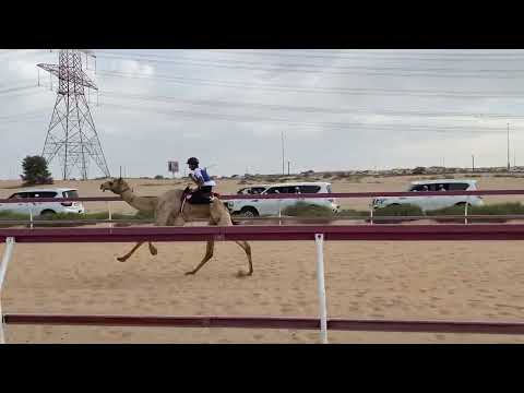 المركاض التراثي 16 2 2025 الشوط الرابع محمد سعيد محمد الغفلي