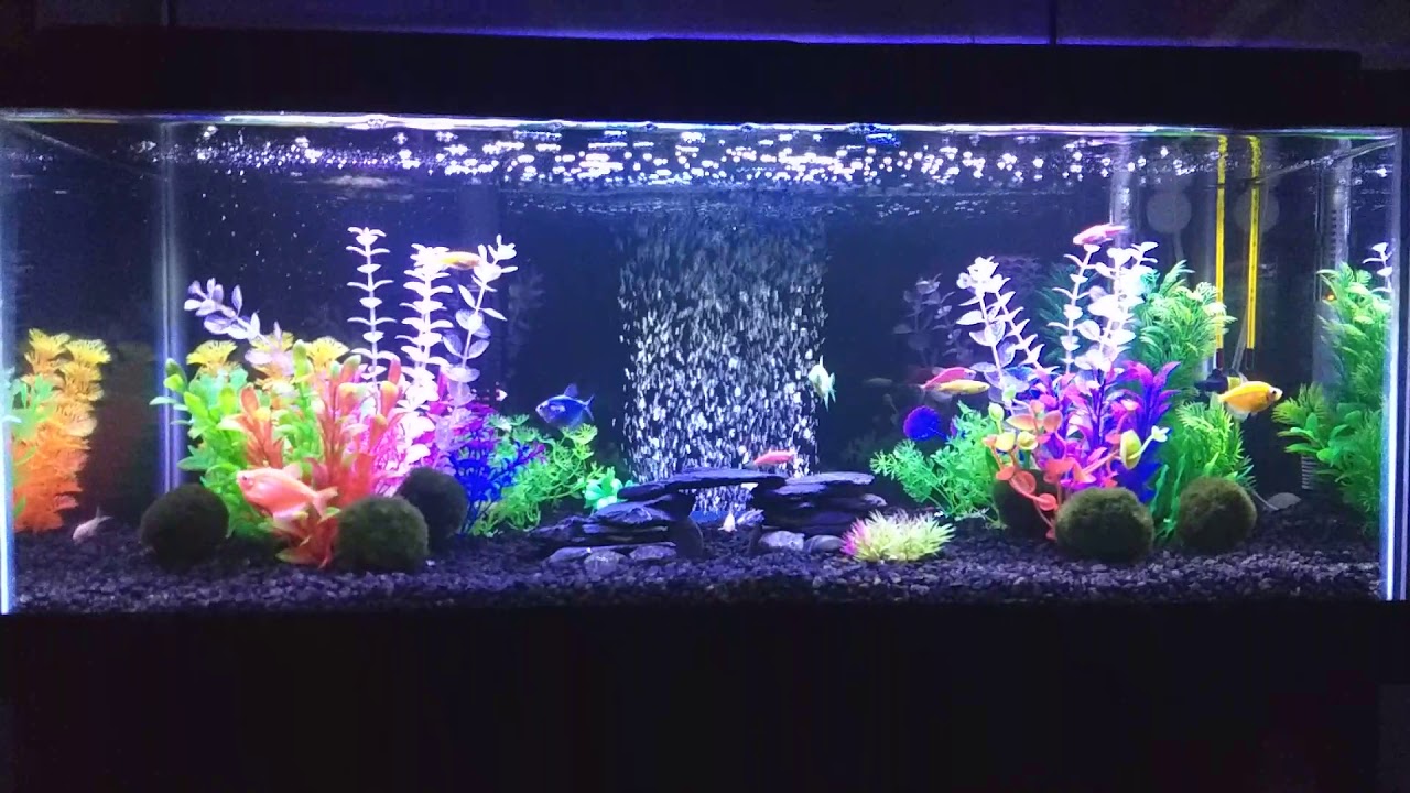 New Setup for 20 Gallon Long GloFish Aquarium - YouTube.