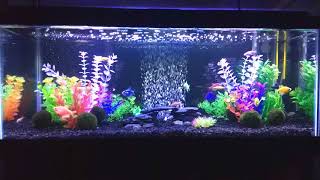 New Setup for 20 Gallon Long GloFish Aquarium 