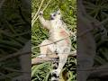 Jungle Ka Sabse Relaxed Lemur 😲🐒 #viral #wildlife #reels #shorts