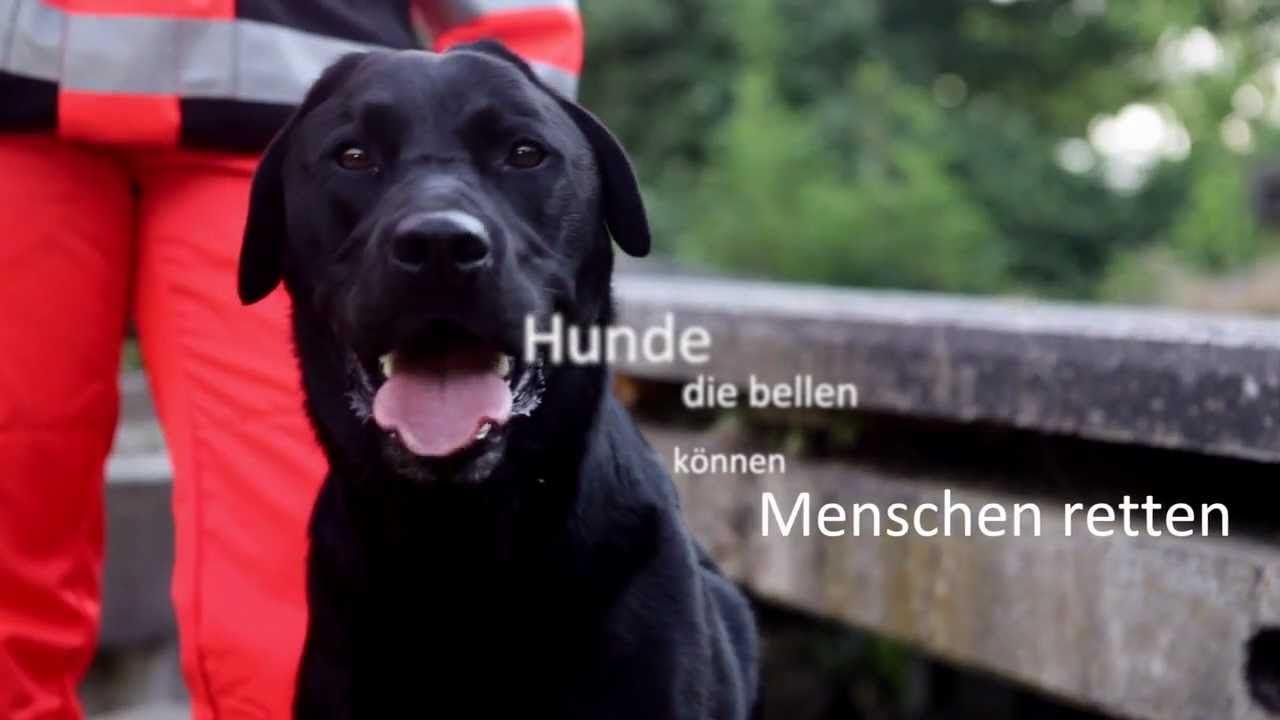 Hunde Retten Hunde Retten