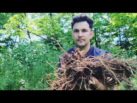 Video: Ce înseamnă clin rădăcină?