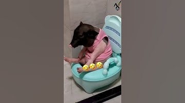 Pig Going To Toilet 🐷 TikTok | Funny animals pet tiktok Video