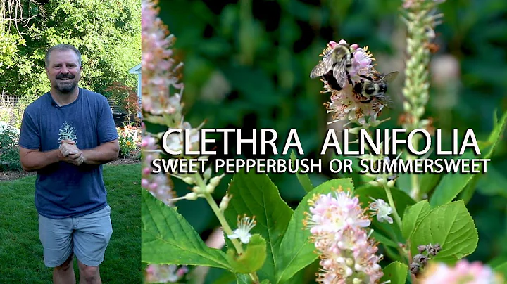 Summersweet - Fragrant, Pollinators, Fall Color, Native - Clethra Alnifolia - DayDayNews