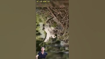 Đại bàng con xui xẻo vô tình trượt chân rơi khỏi tổ. #shortvideo #shorts  #thegioidongvat.