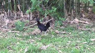 Poj Qaib Hmoob Xiav Nqaij