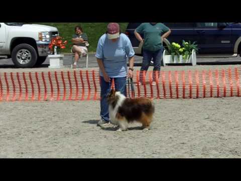 MHKA Agility Trial 2010 - Retired Canine Toby