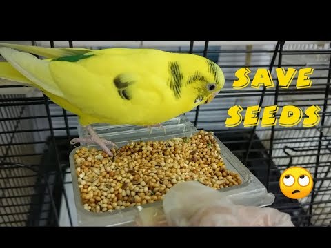 5 best tips to avoid wastage of budgie millet