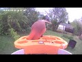 Red bird 🐦 Video morning today 