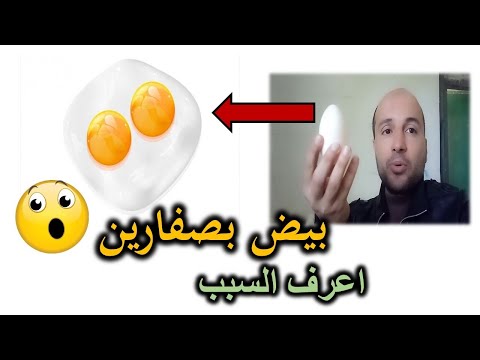 فيديو: ما لون البيض الذي تضعه wyandotte ذات الأربطة الفضية؟