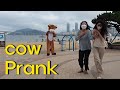 Cow Prank "Police dispatched" in south Korea(송아지)