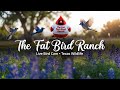 LIVE Bird Cam — Real-Time Backyard Birds at The Fat Bird Ranch in San Antonio, Texas 🐦