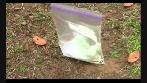 Science Project Exploding Lunch Bag