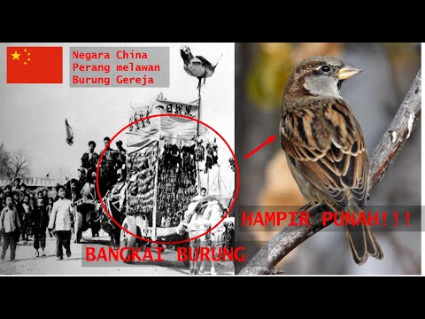 Video: Genosida Burung. Bagaimana Alam Membalas Dendam Pada Orang Cina Atas Burung Pipit - Pandangan Alternatif
