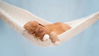 Relax My Dog in my House - Music For Dogs, Puppy Sleeping Lullabies - Helped 5 million dogs already