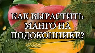 КАК ВЫРАСТИТЬ МАНГО НА ПОДОКОННИКЕ. ВЫРАЩИВАНИЕ ЭКЗОТИЧЕСКИХ ФРУКТОВ. РАСТЕНИЕ МАНГО ДОМА