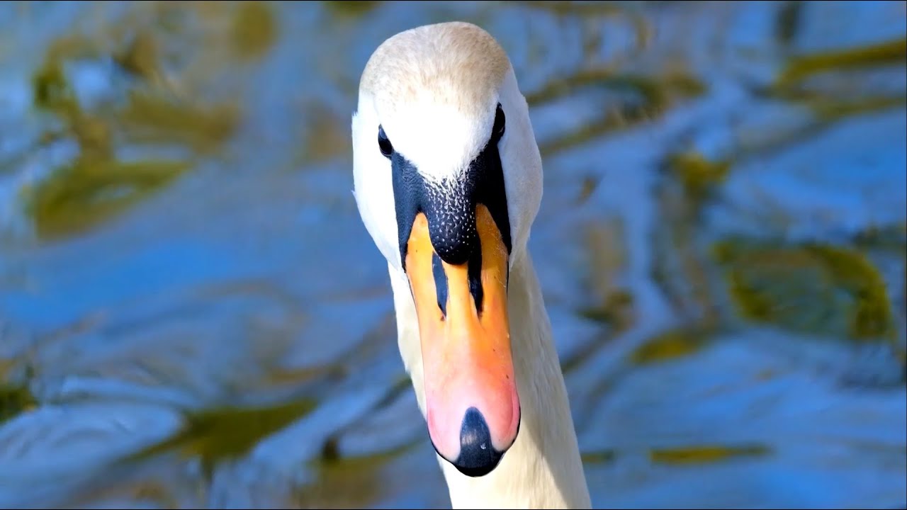 FireAbendBeats - That´s wild!