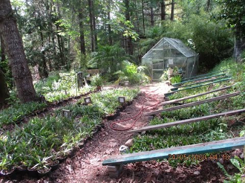 Northern Palm Tree Nursery & Propagation House Update - YouTube