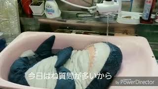 ワタザメ、お風呂に浸かる