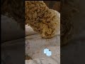 아이스커피 한잔도 혼자 몰래 못마신다 #강아지 #말티푸 #다온이 #귀여운강아지 #얼음