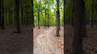 The Green Path: Nature's Hidden Road | 4K Visuals #shorts #nature #4kvisuals