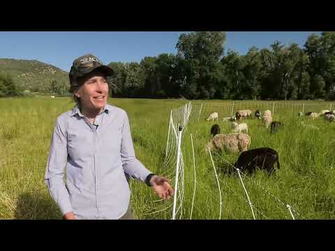 Rock Bottom Ranch: Introduction to Multi-species Rotational Grazing
