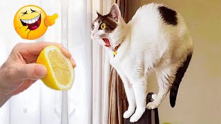 Animals Fail Off Funniest🐕🐈4#Cutest Cats and Dogs🐱🐶New Funny Videos 2024.