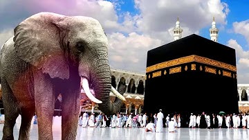 تلاوة عطرة لسورة الفيل 🐘🕋