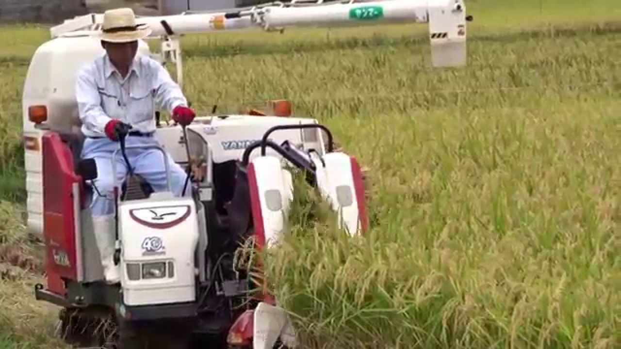 ヤンマー田植え機で植えた田んぼをコンバイン収穫迄Rice fields