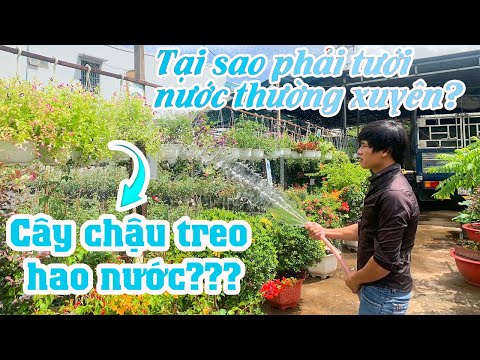 Video: Giỏ Treo Yêu cầu về Nước: Khi nào và Cách tưới vào Giỏ Treo