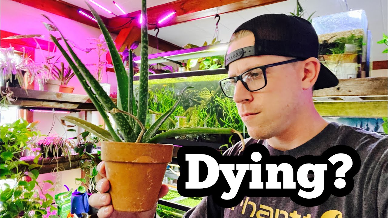 Why is my Aloe Vera Plant Dying? YouTube