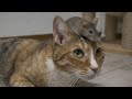 鳴いてる猫の頭の上にネズミが乗ってきて普通にびびった