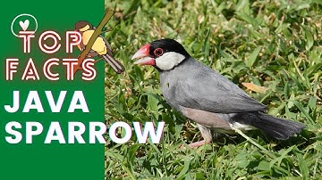 Java Sparrow facts 🦜 Java Finch 🦜 Java Rice Sparrow  🦜 Java Rice Bird