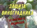 Защита виноградника от болезней и вредителей