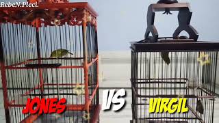 Download Lagu PLECI LOKAL X Bening||JONES VS VIRGIL||PLECI Paninggaran.TEMBAKAN GLATIK DAN KOLIBRI MUCANG MP3