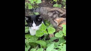 8 minutes Adorable cute kittens ‍⬛ hunting.