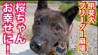 繁殖地獄からレスキューした甲斐犬サクラちゃん埼玉県へ旅立ちました