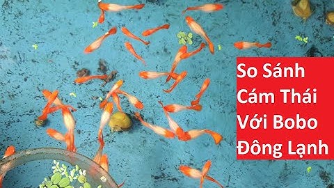 So Sánh 2 Loại Thức Ăn Nuôi Cá Bảy Màu Cực Tốt