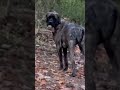 Dopey dog doesn’t see deer