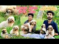 Shih Tzu || Lhasa Apso || നല്ല ക്യൂട്ട്  പപ്പീസിനെ വാങ്ങാം ||Dog kennel kerala || Dog Farming  ||dog