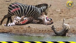 The Cheetah Attacks The Zebra To Receive A Powerful And Fatal Kick. You Will Not Believe What You