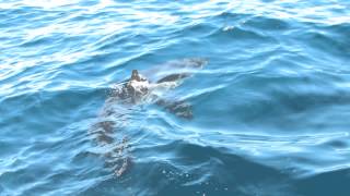 Great White Shark Tries to Take Bait Off South Australia