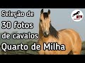 Seleção de 30 fotos de cavalos Quarto de Milha! | HorseTubeTV