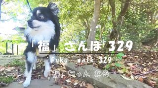 【ポメラニアンの福】1120 福さんぽ329・