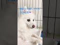 白モフ犬　スピッツ