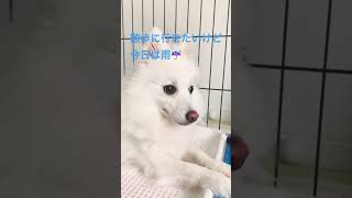 白モフ犬　スピッツ